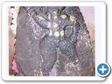 tanjore photo -10