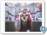 tanjore photo -8